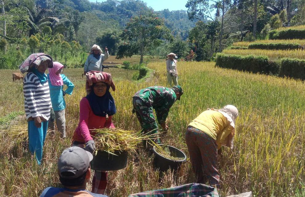 Babinsa06/SinjaiBorong Bantu Warga Panen Padi